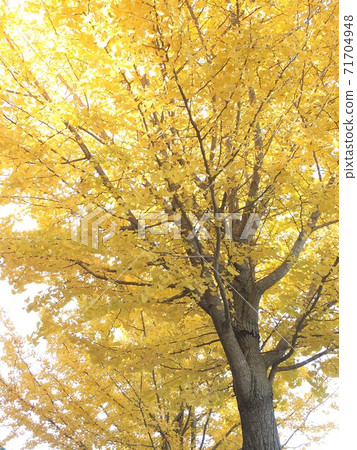 精美的黃葉銀杏 精美的黃葉銀杏 71704948