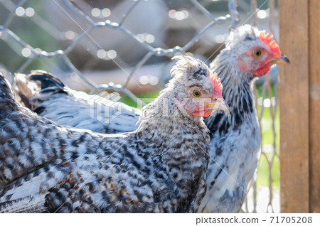 Cream crested legbar chick close up in the garden 71705208