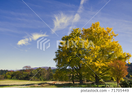 Gosen City Golden Village Ginkgo Yellow Leaves 71705449