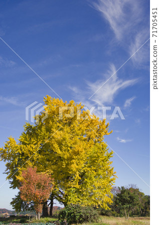 五泉市金村銀杏黃葉 五泉市金村銀杏黃葉 71705451