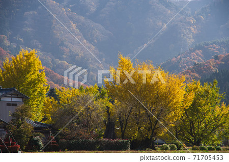 五泉市金村銀杏黃葉 五泉市金村銀杏黃葉 71705453