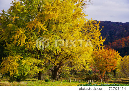 Gosen City Golden Village Ginkgo Yellow Leaves 71705454