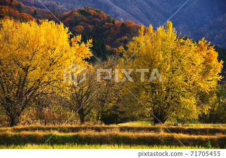 五泉市金村銀杏黃葉 71705455
