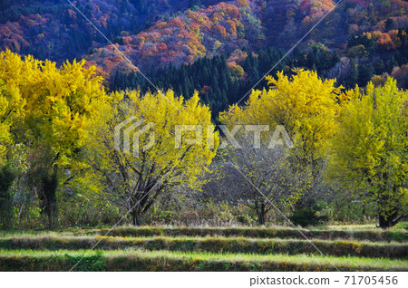 五泉市金村銀杏黃葉 71705456