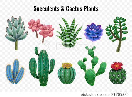 Succulent Cactus Plants Set 71705881