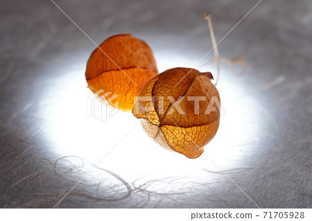 Balloon Vine Fruit Stock Photo