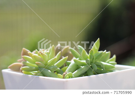 多汁植物 多汁植物 71705990