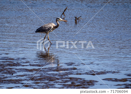 Shitomo River, Tsu City, Mie Prefecture Wild Bird Heron 71706094