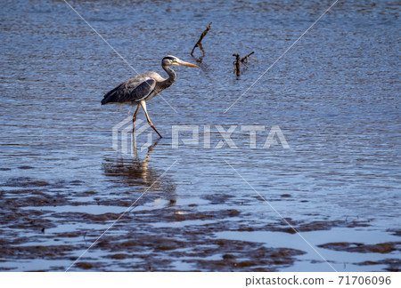 Shitomo River, Tsu City, Mie Prefecture Wild Bird Heron Shitomo River, Tsu City, Mie Prefecture Wild Bird Heron 71706096