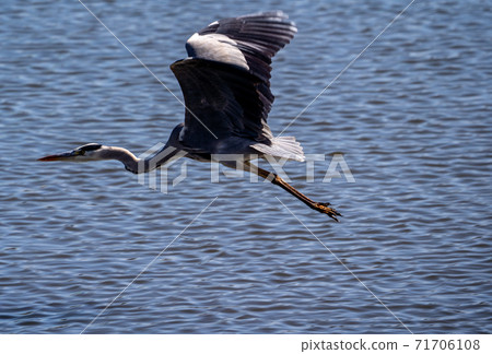 Shitomo River, Tsu City, Mie Prefecture Wild Bird Heron 71706108