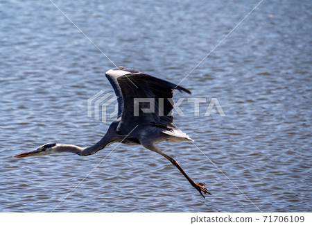 Shitomo River, Tsu City, Mie Prefecture Wild Bird Heron 71706109