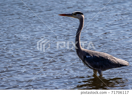 Shitomo River, Tsu City, Mie Prefecture Wild Bird Heron 71706117
