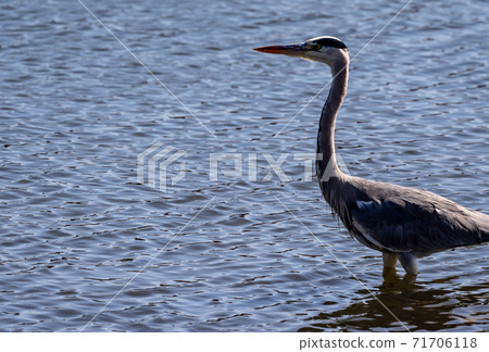 Shitomo River, Tsu City, Mie Prefecture Wild Bird Heron Shitomo River, Tsu City, Mie Prefecture Wild Bird Heron 71706118
