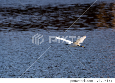 Shitomo River, Tsu City, Mie Prefecture Wild Bird Heron Shitomo River, Tsu City, Mie Prefecture Wild Bird Heron 71706134