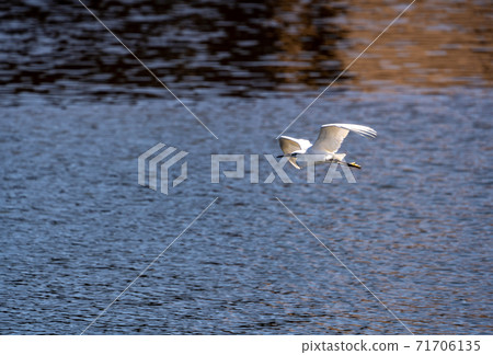Shitomo River, Tsu City, Mie Prefecture Wild Bird Heron 71706135