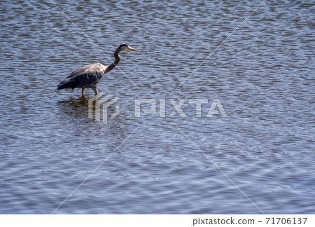 Shitomo River, Tsu City, Mie Prefecture Wild Bird Heron Shitomo River, Tsu City, Mie Prefecture Wild Bird Heron 71706137