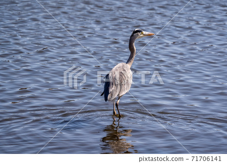 Shitomo River, Tsu City, Mie Prefecture Wild Bird Heron Shitomo River, Tsu City, Mie Prefecture Wild Bird Heron 71706141
