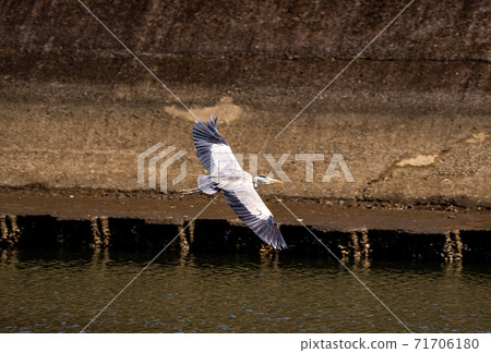 Shitomo River, Tsu City, Mie Prefecture Wild Bird Heron 71706180