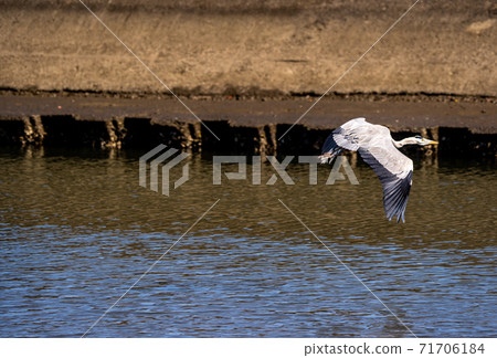 Shitomo River, Tsu City, Mie Prefecture Wild Bird Heron 71706184