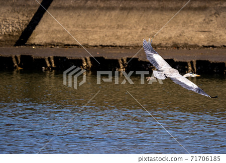 Shitomo River, Tsu City, Mie Prefecture Wild Bird Heron 71706185
