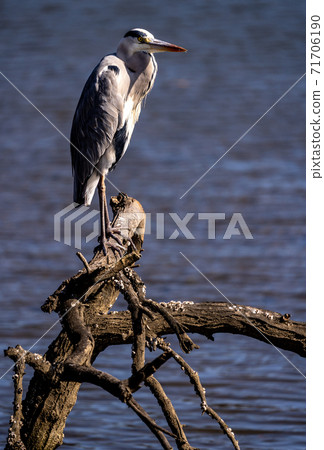 Shitomo River, Tsu City, Mie Prefecture Wild Bird Heron 71706190