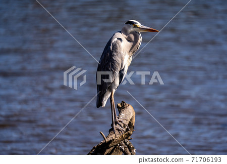 Shitomo River, Tsu City, Mie Prefecture Wild Bird Heron Shitomo River, Tsu City, Mie Prefecture Wild Bird Heron 71706193