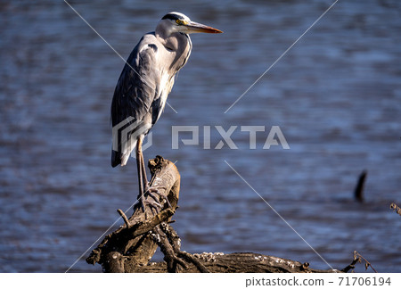 Shitomo River, Tsu City, Mie Prefecture Wild Bird Heron 71706194