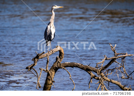 Shitomo River, Tsu City, Mie Prefecture Wild Bird Heron Shitomo River, Tsu City, Mie Prefecture Wild Bird Heron 71706198