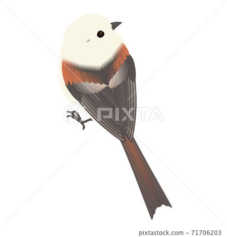 Vector illustration of cute long-tailed tit Vector illustration of cute long-tailed tit 71706203