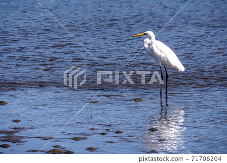 Shitomo River, Tsu City, Mie Prefecture Wild Bird Heron 71706204