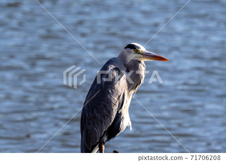 Shitomo River, Tsu City, Mie Prefecture Wild Bird Heron Shitomo River, Tsu City, Mie Prefecture Wild Bird Heron 71706208
