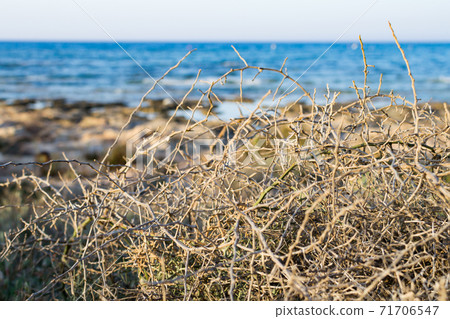 Dry bush in Ayia Napa coast in Cyprus Dry bush in Ayia Napa coast in Cyprus 71706547