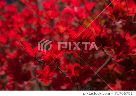 杜鵑花的秋葉 71706791