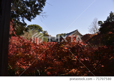 Tsutenbashi Tofukuji autumn leaves Tsutenbashi Tofukuji autumn leaves 71707580