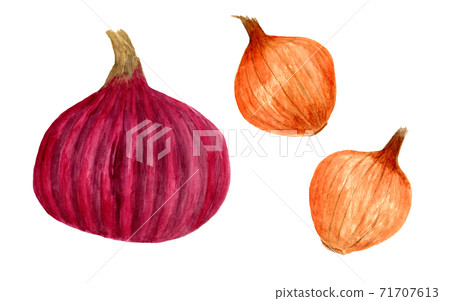 紅洋蔥和小洋蔥（水彩） 71707613