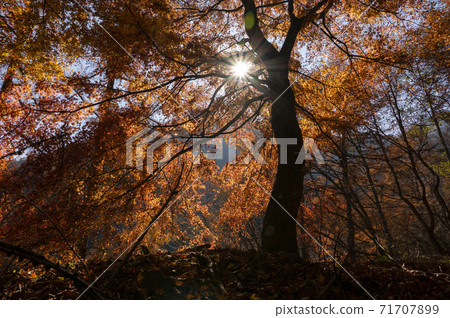 Autumn leaves 71707899