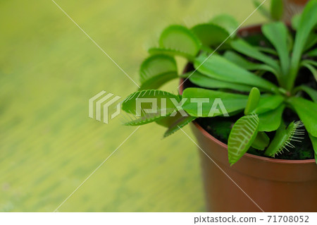 Potted venus flytrap (Dionaea muscipula) carnivorous plant closeup Potted venus flytrap (Dionaea muscipula) carnivorous plant closeup 71708052