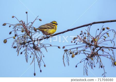 Yellow fronted Canary in Kruger National park, South Africa 71708080