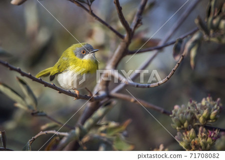 Yellow breasted Apalis in Kruger National park, South Africa Yellow breasted Apalis in Kruger National park, South Africa 71708082
