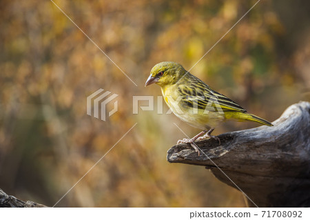 Village weaver in Kruger National park, South Africa 71708092