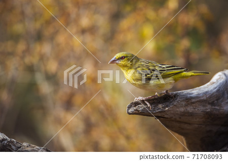 Village weaver in Kruger National park, South Africa Village weaver in Kruger National park, South Africa 71708093