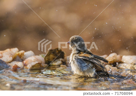 Southern Grey headed Sparrow in Kruger National park, South Africa 71708094