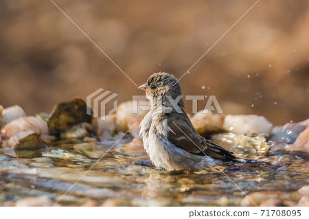 Southern Grey headed Sparrow in Kruger National park, South Africa Southern Grey headed Sparrow in Kruger National park, South Africa 71708095