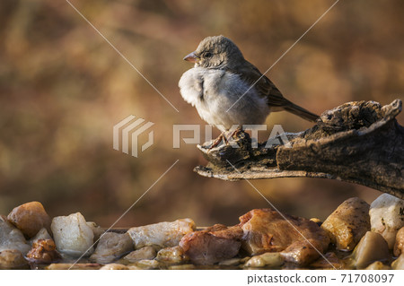 Southern Grey headed Sparrow in Kruger National park, South Africa Southern Grey headed Sparrow in Kruger National park, South Africa 71708097