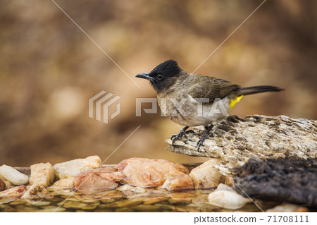 Dark capped Bulbul in Kruger National park, South Africa 71708111