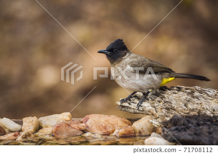 Dark capped Bulbul in Kruger National park, South Africa 71708112