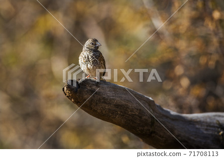 Cut throat finch in Kruger National park, South Africa Cut throat finch in Kruger National park, South Africa 71708113