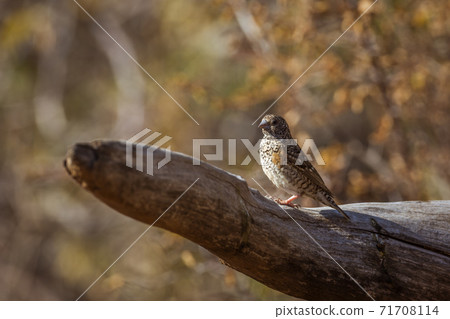 Cut throat finch in Kruger National park, South Africa 71708114