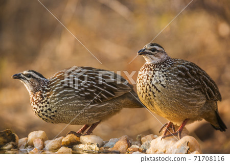 Crested Francolin in Kruger National park, South Africa 71708116