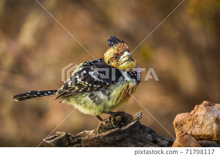 Crested Barbet in Kruger National park, South Africa 71708117